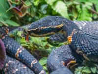 Taylors Mokassin-Otter